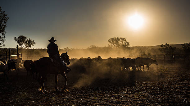 cattle mustering, Kimberley, Western Australia herd stock pictures, royalty-free photos & images