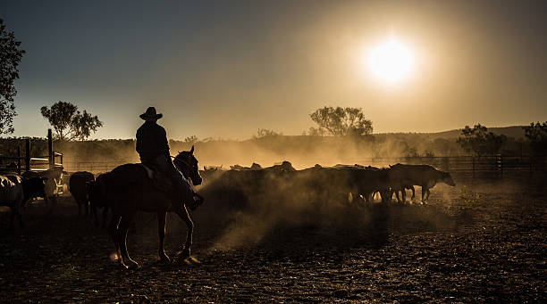 скот mustering, - стадо стоковые фото и изображения