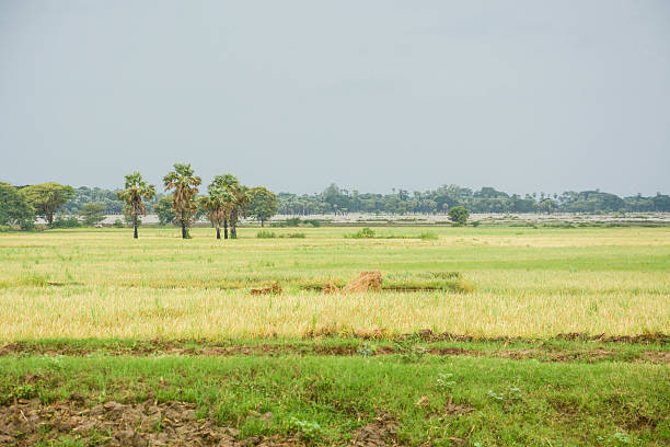 rice filed in in Mandalay, Myanmar