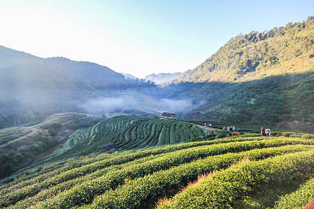 istock Tea farm, Doi Angkhang mountain, Chiangmai, Thailand 501504260