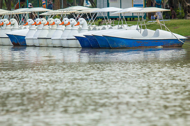 istock Swan Pedal or duck boat. 501505072