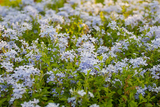 istock White flower field with sunshine. 501506204