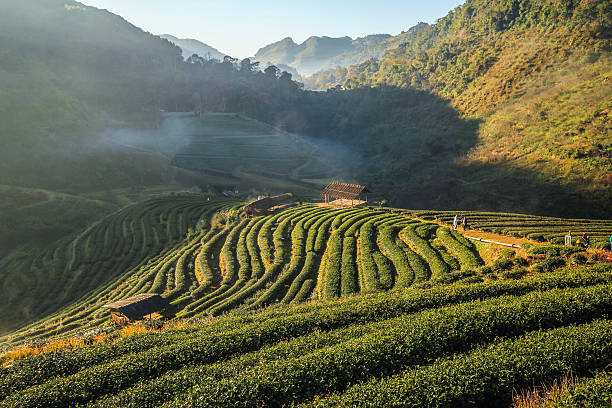 istock Tea farm, Doi Angkhang mountain, Chiangmai, Thailand 501506732