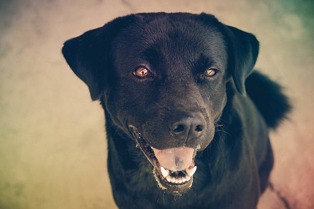 istock Black labrador dog with filter effect retro vintage style 501507156