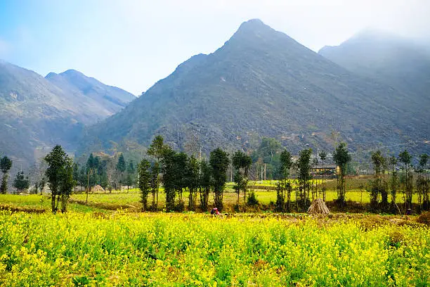 Wide angle view of a beautiful field of bright yellow canola or rapeseed in front of a village.