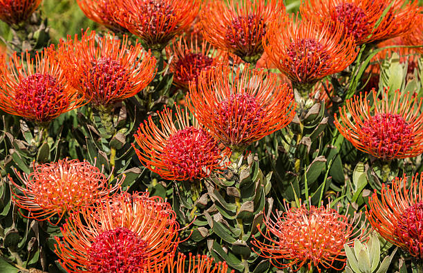 istock Leucospermum - Pincushion Protea flowers 501508608