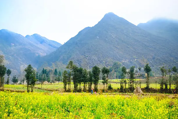 Wide angle view of a beautiful field of bright yellow canola or rapeseed in front of a village.