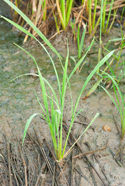 istock The rice farm and mud field in background 501509124