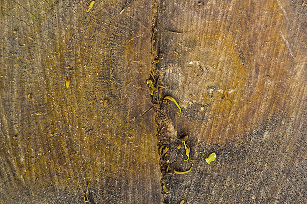 istock Old wood background texture - vintage 501509179