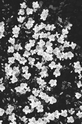 Close-up of veronica plant in blossom, black and white photography