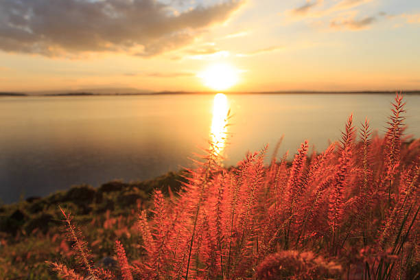 istock closeup grass at sunset beauty landscape background 501509890