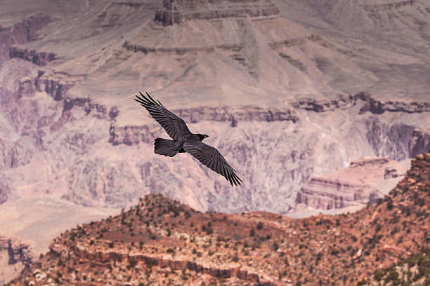 istock Grand Canyon National Park, Arizona 501510517