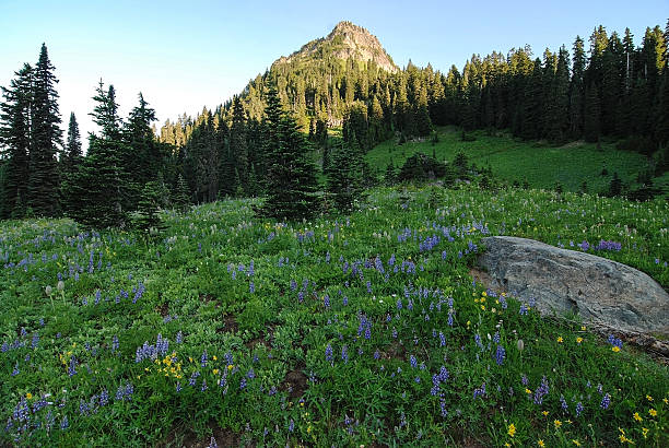 istock Wildflowers in Mountain Meadow 501510995