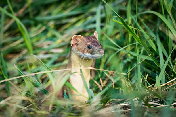 Long-tailed Weasel hiding in tall grass