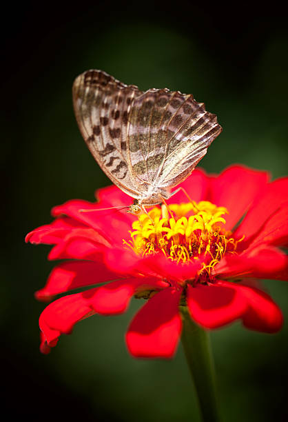 istock Butterfly sitting on a red flower in the darkness 501511587