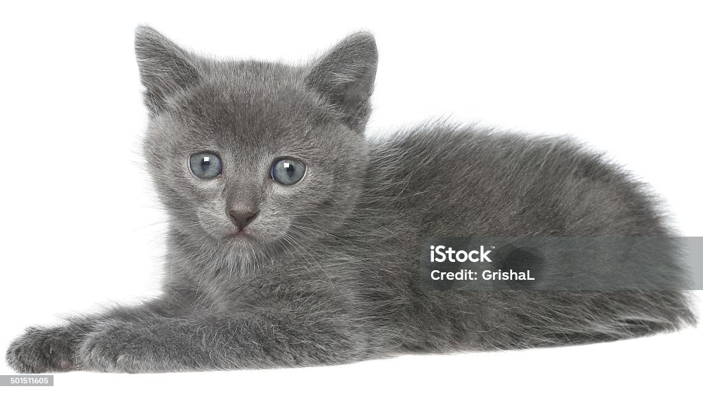 Small gray shorthair kitten sitting isolated Small gray shorthair kitten sitting isolated on white background. Animal Stock Photo