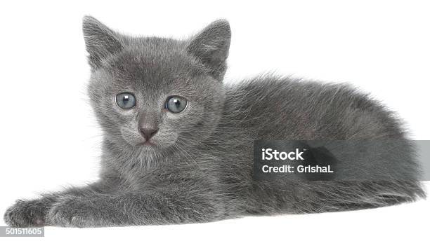 Small Gray Shorthair Kitten Sitting Isolated Stock Photo - Download Image Now - Animal, Cut Out, Domestic Cat