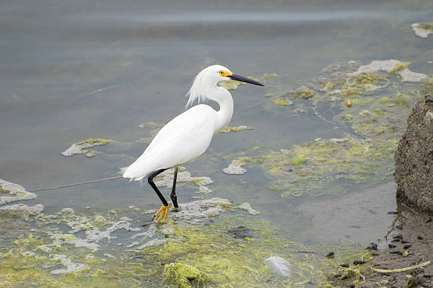 garceta nívea - wading snowy egret egret bird fotografías e imágenes de stock