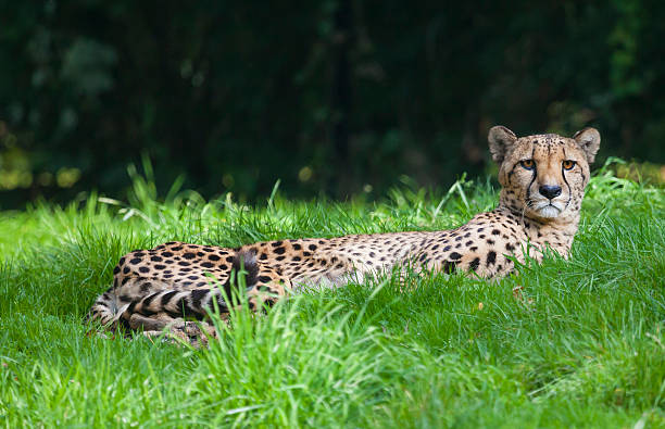 istock Cheetah laying on the grass in a zoo park 501512057