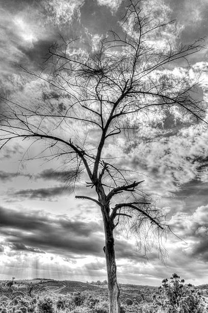 istock Dry branch of tree over the sky. Black and white 501512130
