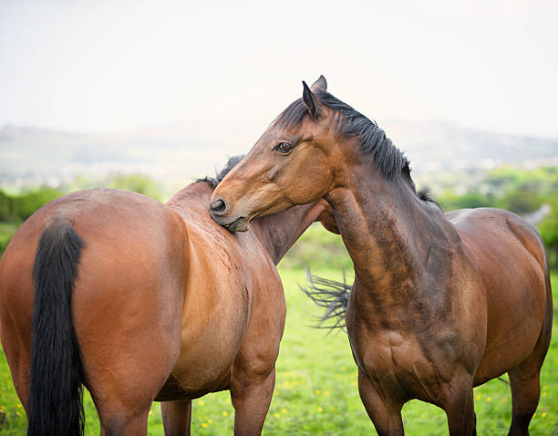 istock Two twin 6 year old bay horses cleaning each other 501512297