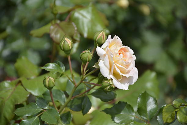 istock Roses in Santiago, Chile 501512500