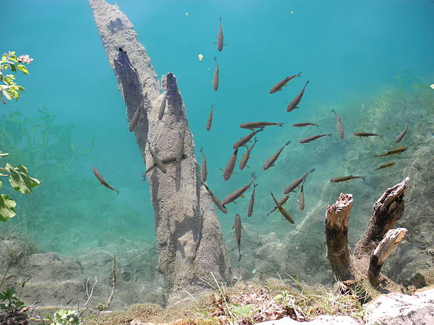 istock Fishes at  the pure lake. 501512750