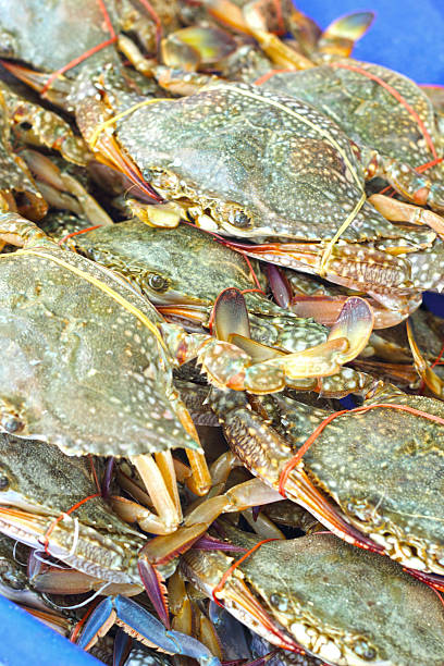 istock Fresh crab on the market. 501512999