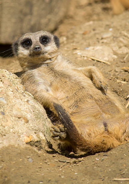 istock Meerkat resting on the sun 501513053