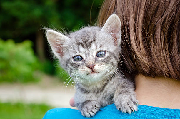 istock little kitten, outdoor 501513312