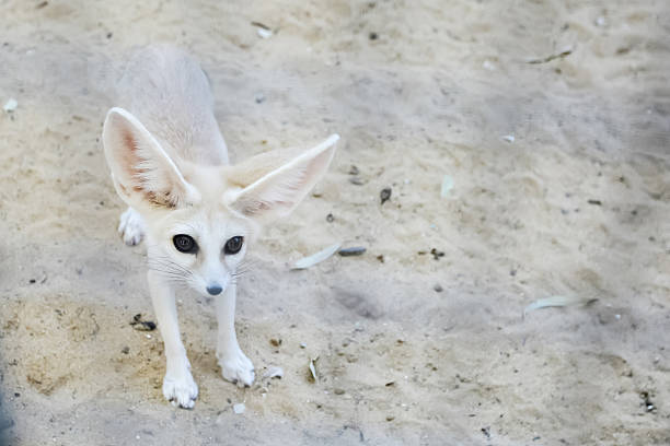 istock Fennec fox in Tozeur Zoo 501513757