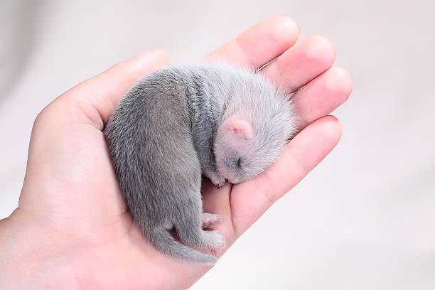istock Ferret baby in human hands 501514011