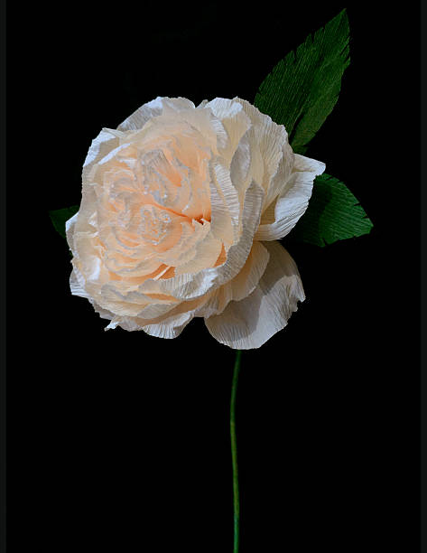 istock rose paper craft on black background 501514248