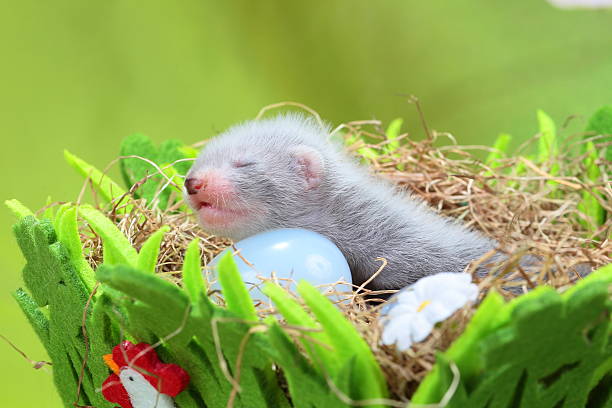istock Ferret baby in the nest of hay 501514607