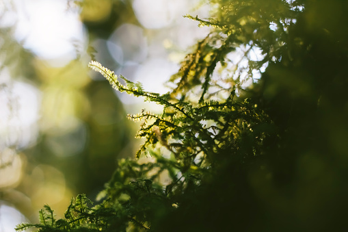 Vintage soft blurred green fern leafs on blurred background with bokeh.