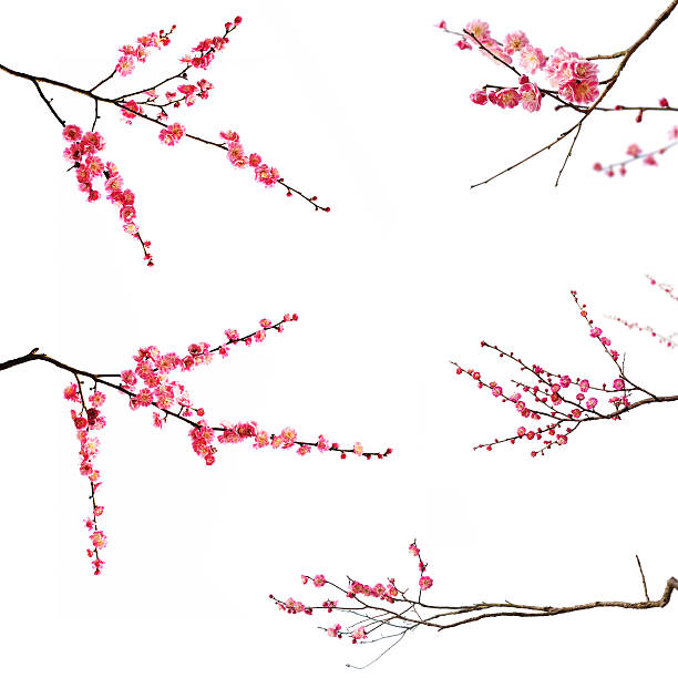 Plum Blossom Plum Blossom Isolated on White Background. jiangsu province photos stock pictures, royalty-free photos & images
