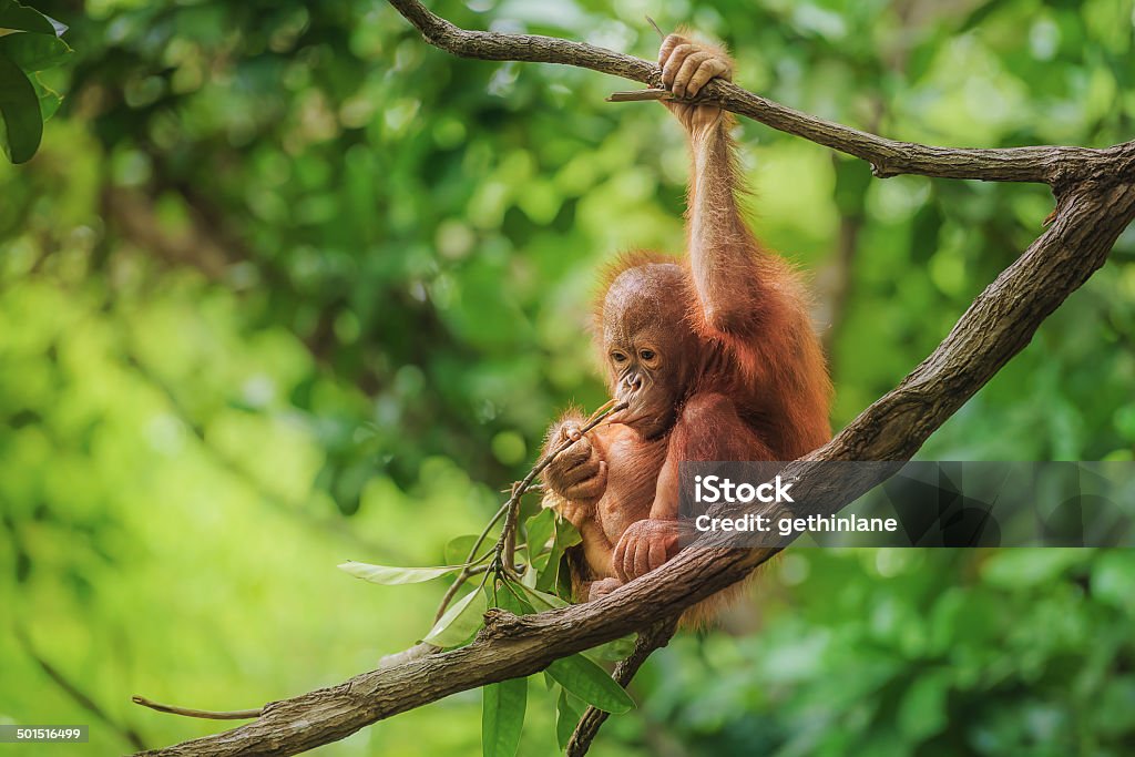 Baby Orangutan in Borneo Image taken of a wild orangutan baby, in a nature reserve in Borneo. Orangutan Stock Photo