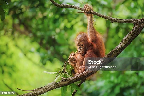 Baby Orangutan In Borneo Stock Photo - Download Image Now - Orangutan, Island of Borneo, Ape