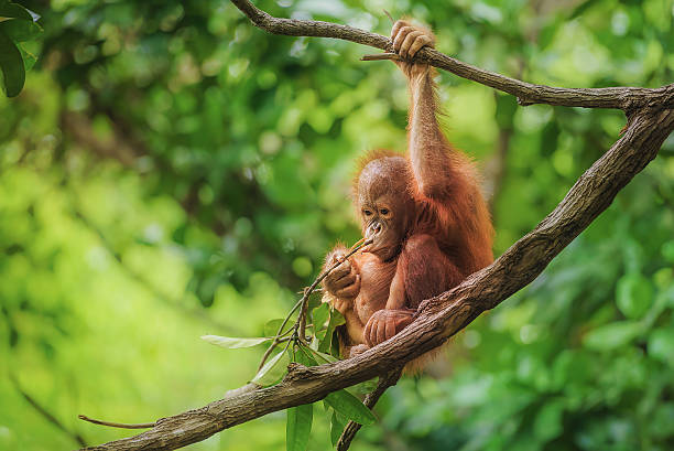 baby orangutan w borneo - naczelny zdjęcia i obrazy z banku zdjęć
