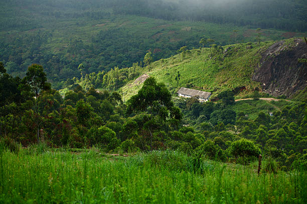 istock Hills of Munnar 501517406