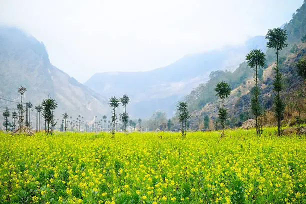 Wide angle view of a beautiful field of bright yellow canola or rapeseed in front of a village.