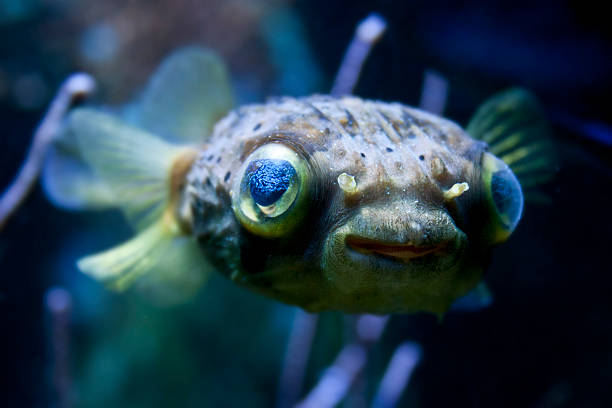 long-espinha porcupinefish - porcupinefish imagens e fotografias de stock