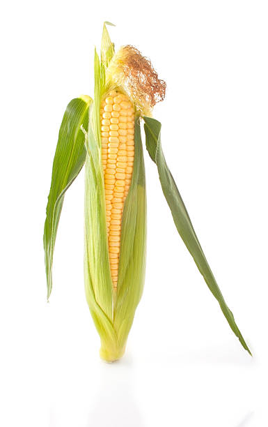 Maize unshucked cob Maize cob in green clothes and brownish cop maize unshucked cob stock pictures, royalty-free photos & images