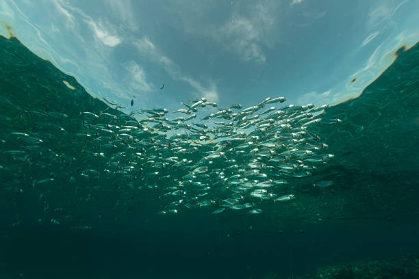 istock Striped mackerel in the Red Sea. 501531519