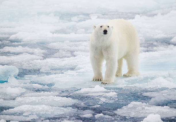 orso polare - polar bear endangered species bear arctic foto e immagini stock