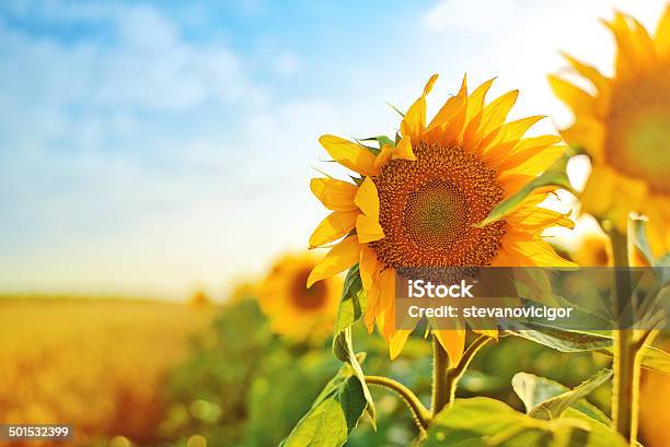 Sunflowers In The Field Stock Photo - Download Image Now - Agricultural Field, Agriculture, Beauty In Nature