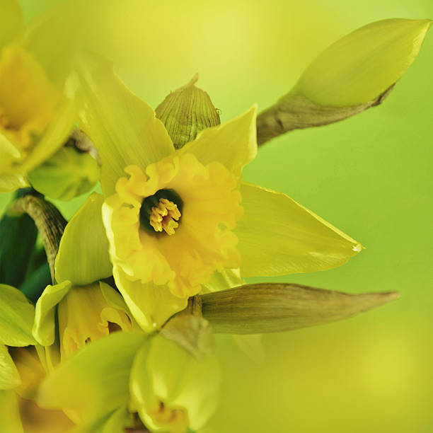 istock Beautiful fresh narcissus flowers 501532851