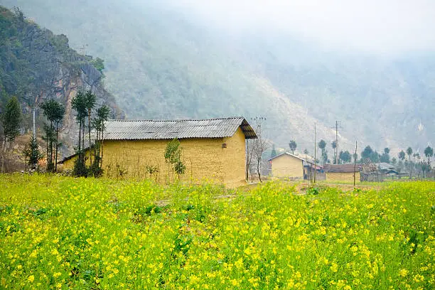 Wide angle view of a beautiful field of bright yellow canola or rapeseed in front of a village.