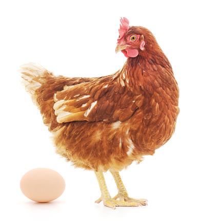 Isolated brown hen with egg in the studio
