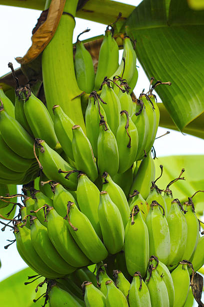 istock Banana tree with a bunch of bananas 501533505